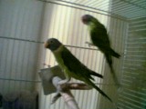 Hier geht`s zum Belli:-))))